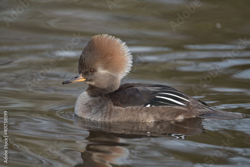 Female Hooded merganser with reflection on the water.