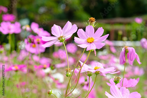 Colorful Flowers - Cosmos Flowers