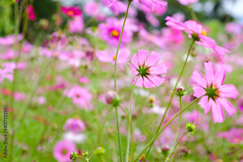 Colorful Flowers - Cosmos Flowers