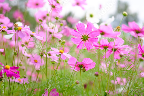 Colorful Flowers - Cosmos Flowers