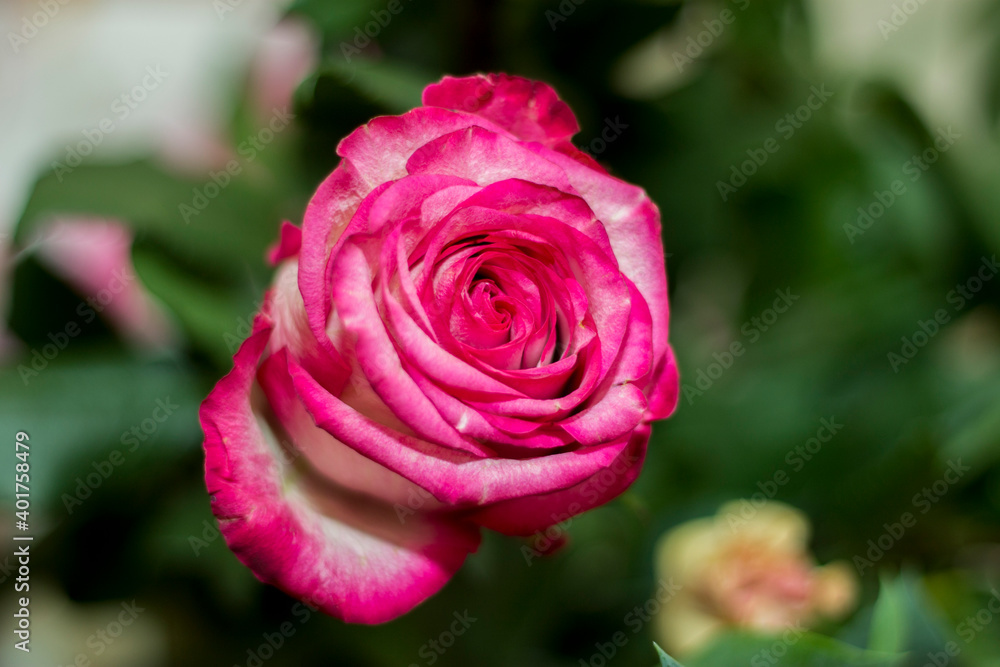 Pink and white blooming roses gifrt with love Pink and white blooming roses gifrt with love