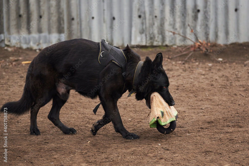 Training of service dog breeds. Black large male German shepherd of working breeding runs with sleeve in his mouth on sports training dog Playground. Training of service dog breeds. Black large male German shepherd of working breeding runs with sleeve in his mouth on sports training dog Playground.