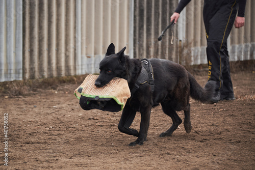 Training of service dog breeds. Black large male German shepherd of working breeding runs with sleeve in his mouth on sports training dog Playground.
