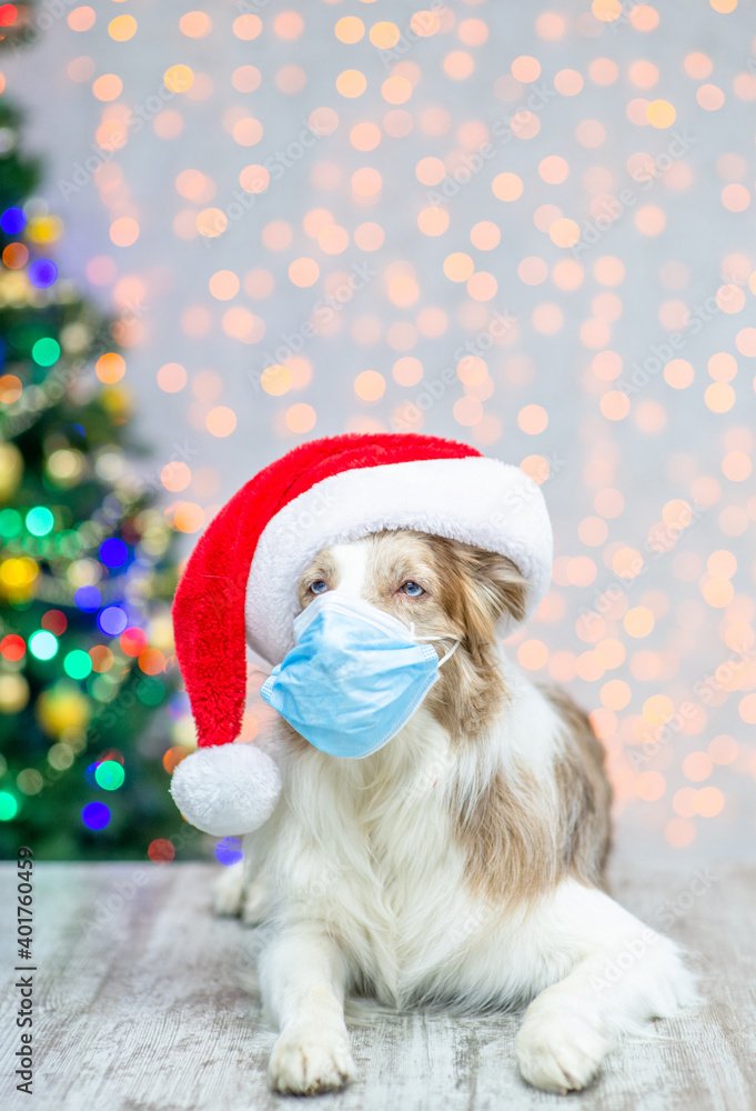 Border collie wearing red santa hat holds protective face mask in it mouth. Empty space for text. Festive background with christmas tree Border collie wearing red santa hat holds protective face mask in it mouth. Empty space for text. Festive background with christmas tree