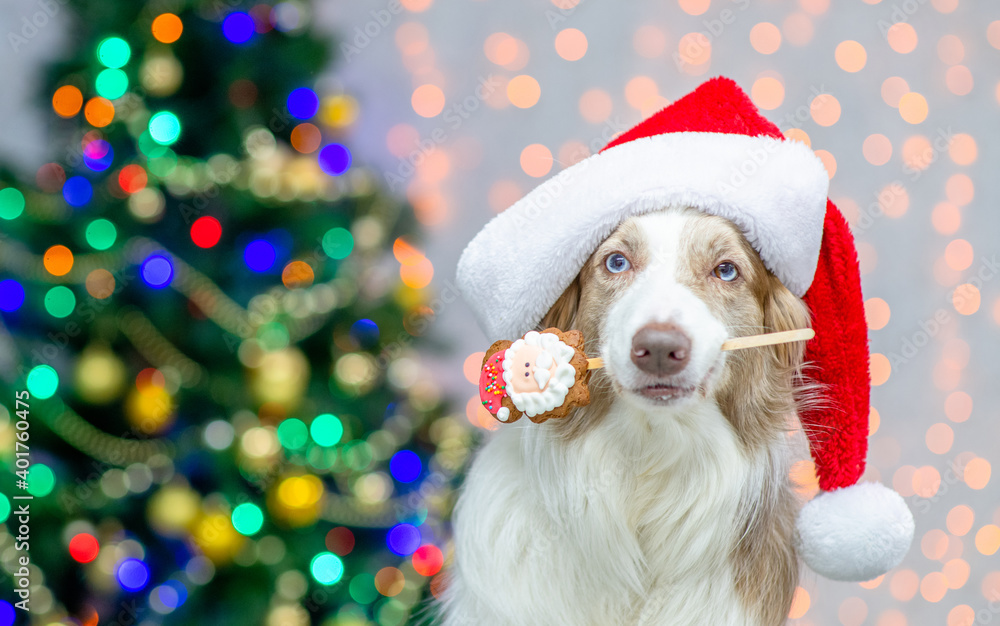 Border collie wearing red santa hat holds cookies on a stick in it mouth. Festive background with christmas tree. Empty space for text