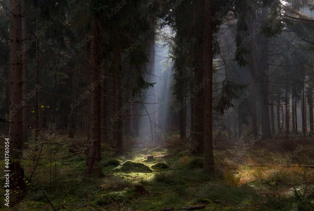 Fairy tale forest: sunray in a dark pine forest lightens up spot on moss, in the distance light between the treestems