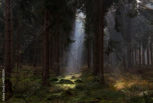 Fairy tale forest: sunray in a dark pine forest lightens up spot on moss, in the distance light between the treestems