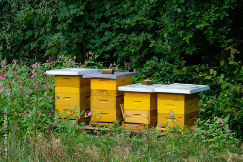 Gelbe Bienenstöcke stehen im Sommer vor einer grünen Hecke (Imkerei)