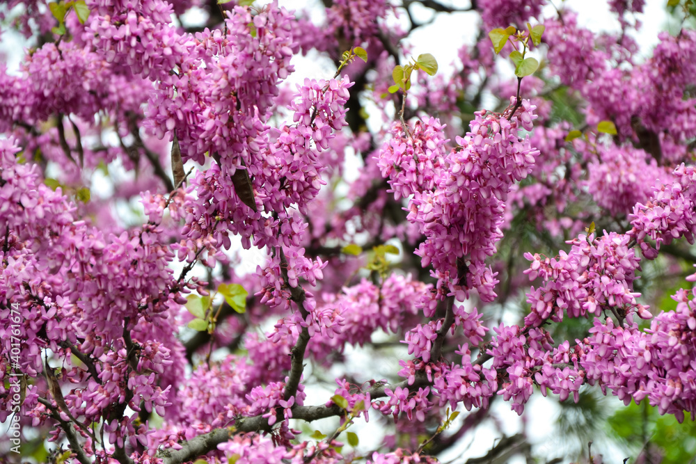 Cercis siliquastrum blooming tree. Pink flowers background. Judas tree branches in pink blossom. Beautiful summer nature.
