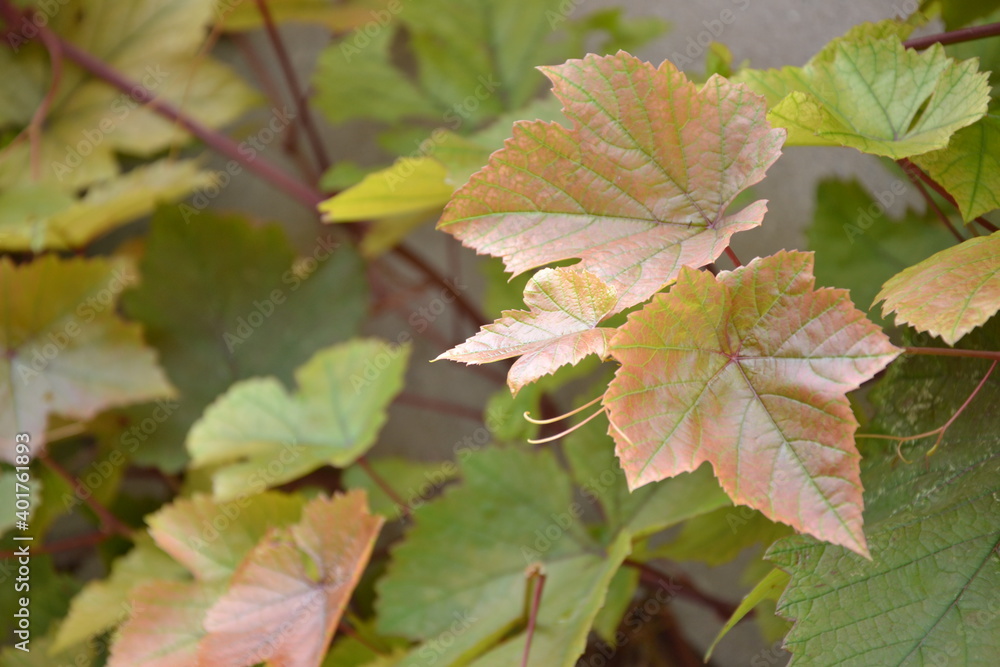 Grapes leaves in the garden. Fresh young grape vine branches with pink leaves. Summer nature background. Grapes leaves in the garden. Fresh young grape vine branches with pink leaves. Summer nature background.