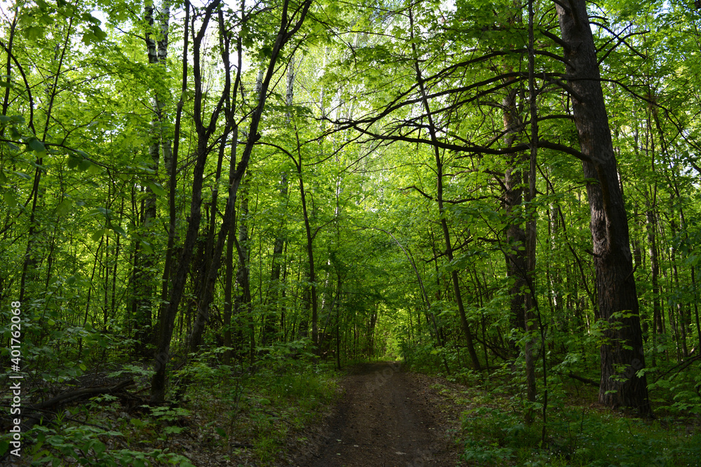 Fototapeta premium Path through lush green forest with undergrowth.