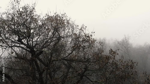 Elevating, rising, ascending over treetops on a gloomy day misty mountains photo