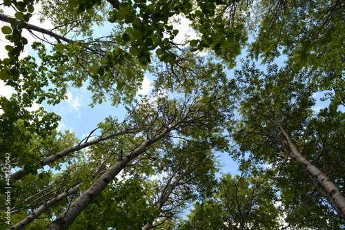 Summer forest in Russia. View from below on tall trees with green leaves.