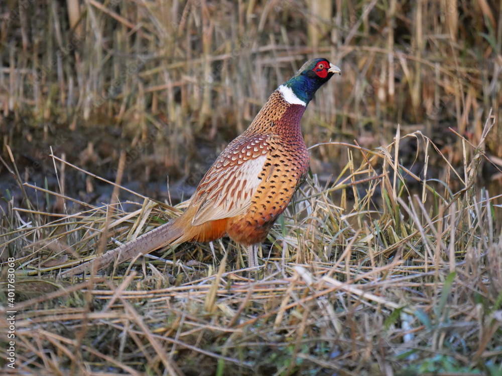 Fototapeta premium pheasant strolling around