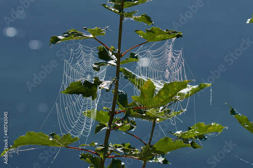 Spinnennetz auf einer Wiese am Morgen	 photo