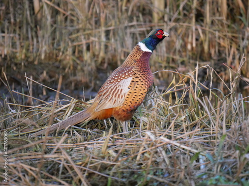 Wallpaper Mural pheasant strolling around Torontodigital.ca