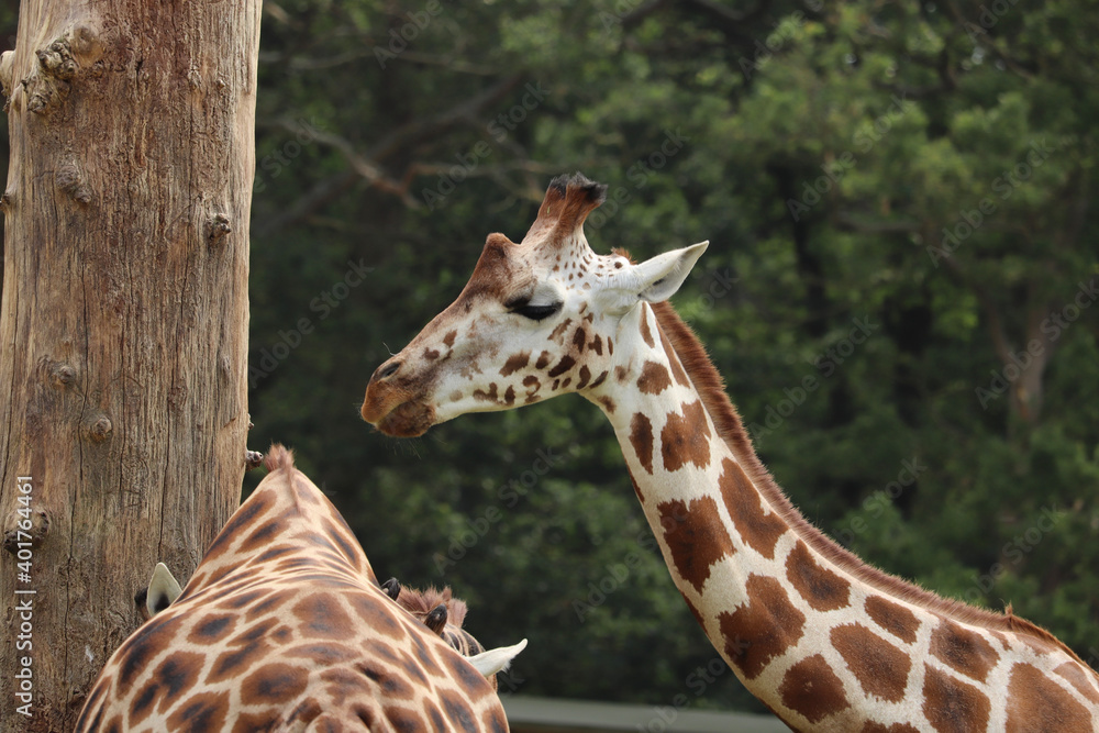 Obraz premium Giraffes feeding at a safari park in the UK