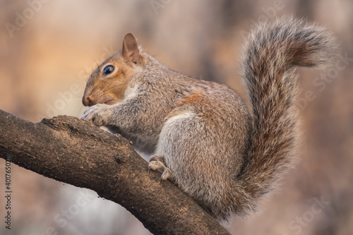close up view of a squirrel on a branch