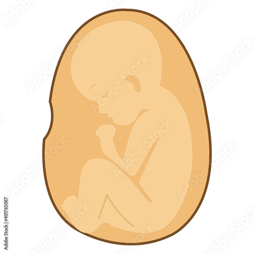 baby in womb vector illustration on white