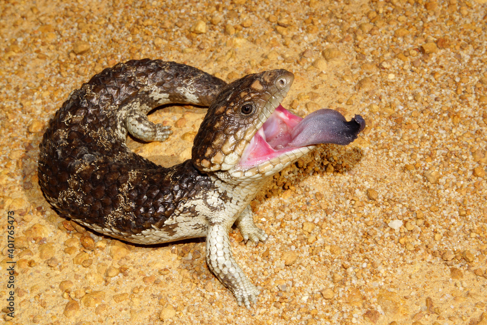 Tiliqua rugosa, the western shingleback or bobtail lizard, threat