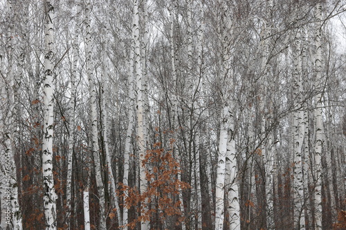 Young birches with black and white birch bark in spring in birch grove against background of other birches