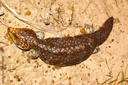 Tiliqua rugosa, the western shingleback or bobtail lizard, near Cranbrook in Western Australia photo