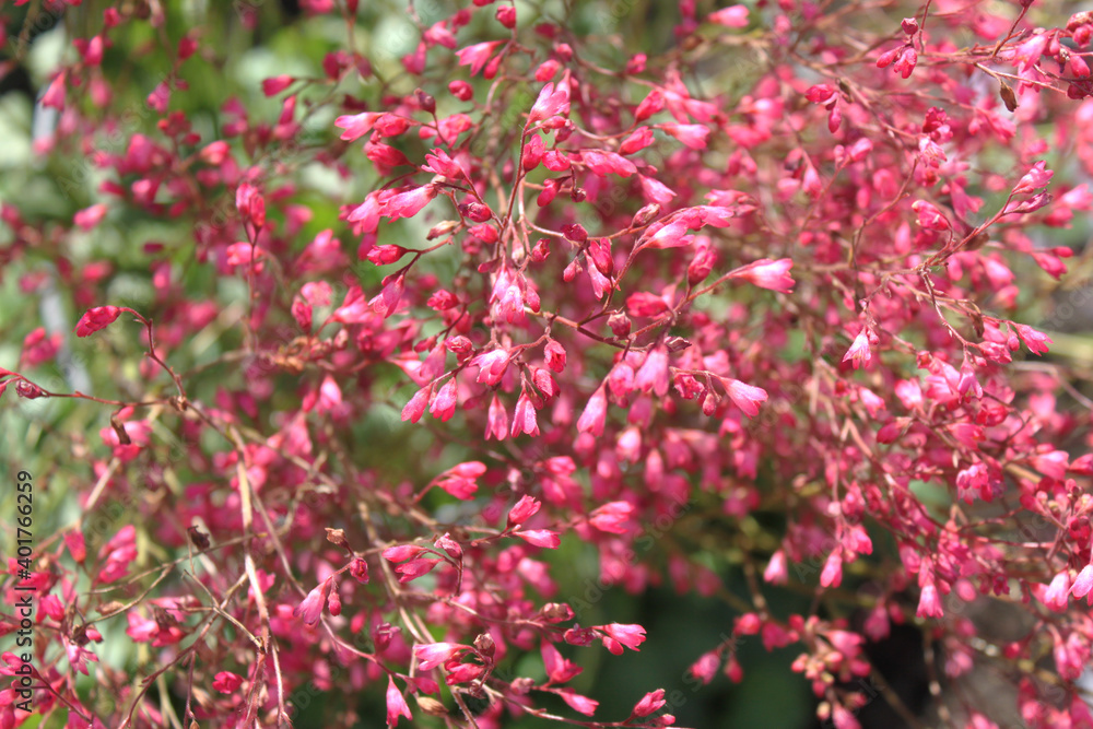 Colored flowers and inflorescences of red and purple shades on a background of green foliage