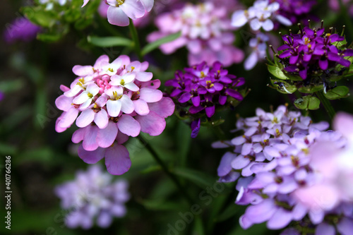 Wallpaper Mural Colored flowers and inflorescences of red and purple shades on a background of green foliage Torontodigital.ca