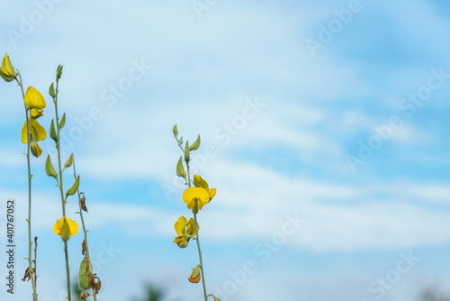 The flowers of the sunn hemp tree (Crotalaria juncea) and blue sky background 
