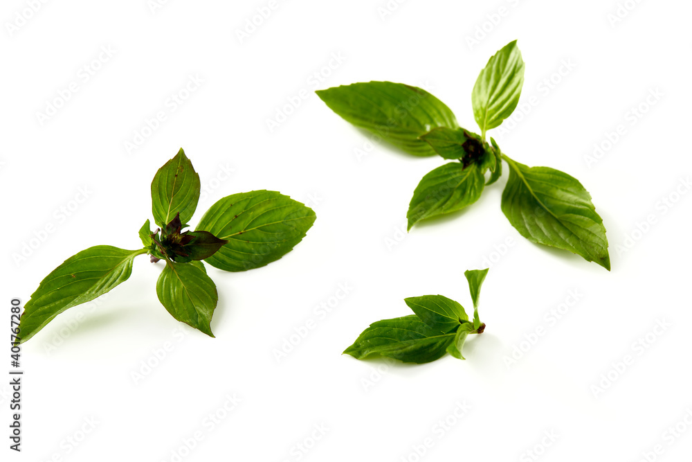 Sweet basil leaf plant