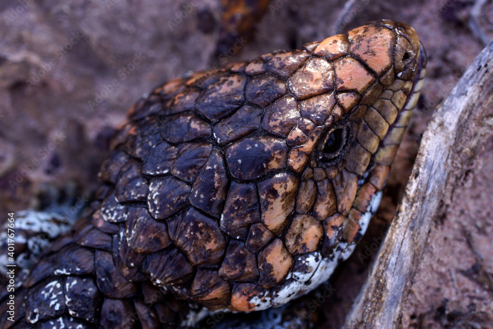 Head of Tiliqua rugosa, the western shingleback or bobtail lizard, near Cranbrook in Western Australia Head of Tiliqua rugosa, the western shingleback or bobtail lizard, near Cranbrook in Western Australia