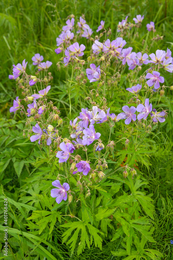 Fototapeta premium Flowering bushes of meadow geranium, Geranium pratense
