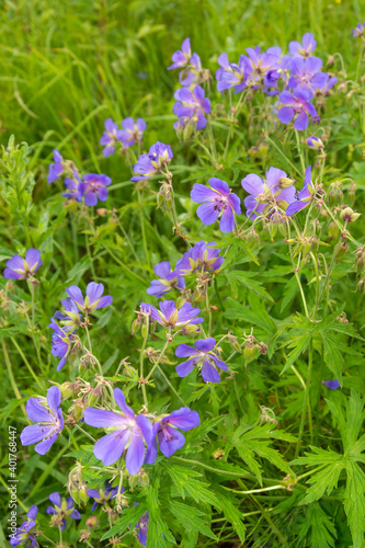 Flowering bushes of meadow geranium  Geranium pratense