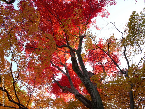 Autumn leaves in kyoto, Japan