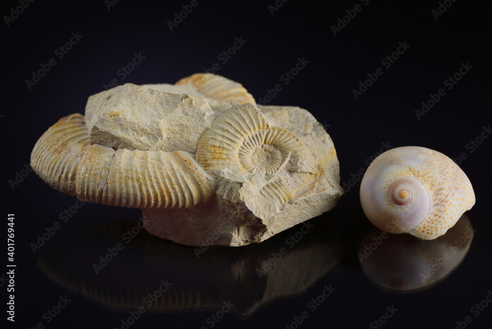 A fossil in the form of a snail and a conch shell lie next to each other against a dark background A fossil in the form of a snail and a conch shell lie next to each other against a dark background