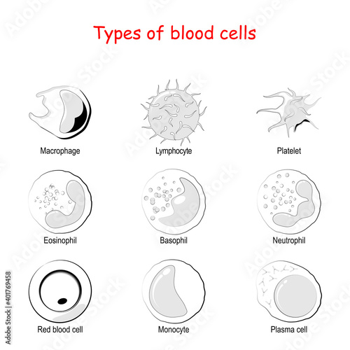 Types of blood cells. Vector icon set