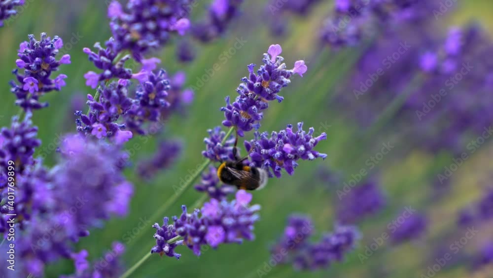 Bees collecting nectar from the lavender; depth of field Bees collecting nectar from the lavender; depth of field