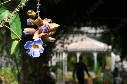 A naturally blue Chinese trumpet vine at King Rama 9 Park, Bangkok Thailand