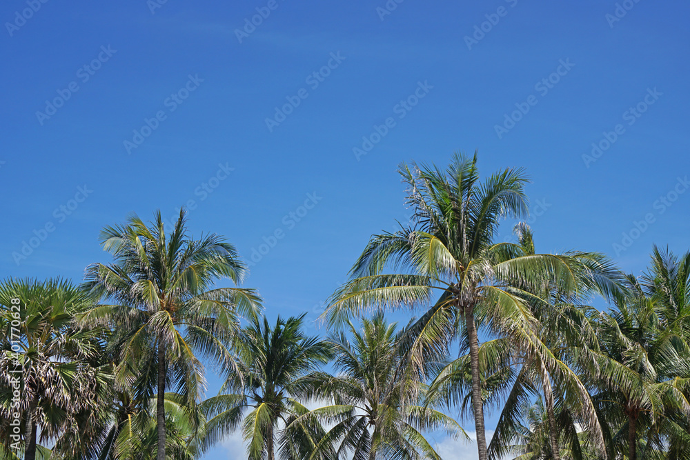 Nature scene uprisen angle of coconut tree with blue sky background at phuket Thailand.                                                                                             