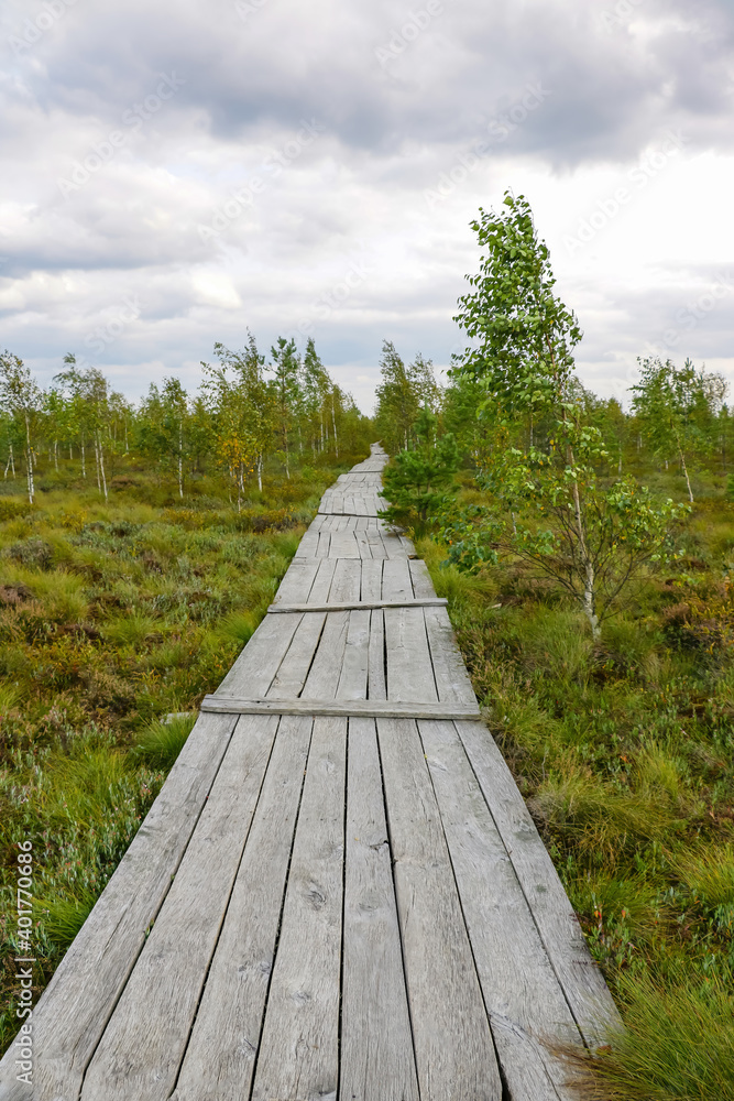 Wooden footpath in the swamp. Tourist trail.