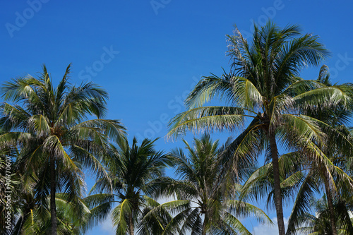 Nature scene uprisen angle of coconut tree with blue sky background at phuket Thailand.                                                                                             
