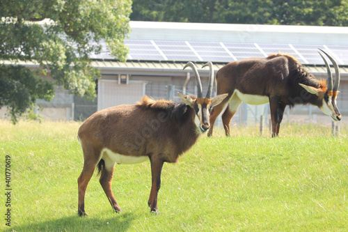 Giant of the plains roaming freely in Woburn safari park