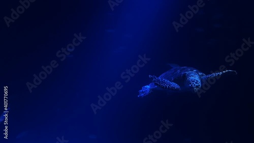 Sea turtle feeding in bright light