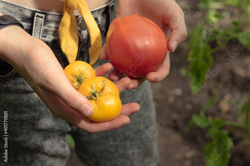 A young girl collects fresh tomatoes at the plantation. Red and yellow tomatoes in the hands photo