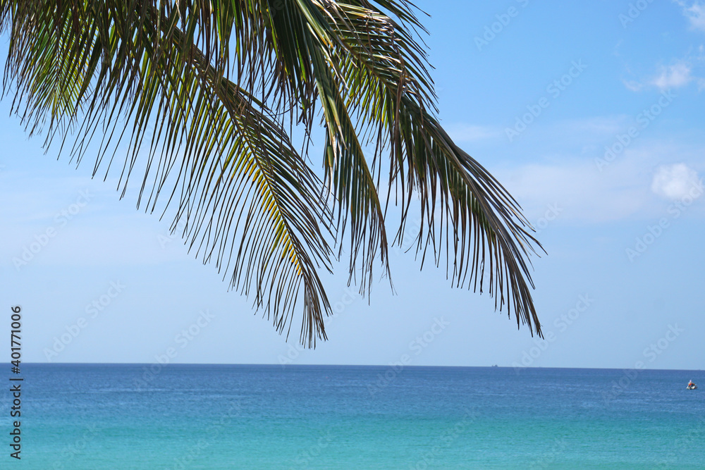 Naklejka premium Nature scene of Coconut leaf branch with andaman sea on Kata Karon beach summer season at phuket thailand