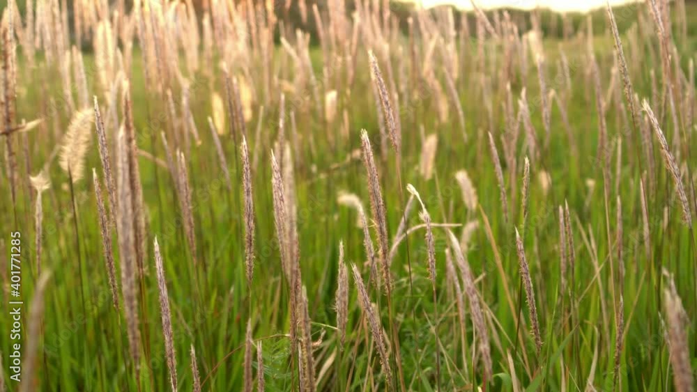 Scenery of grass in autumn, ripe seeds swaying in the wind Scenery of grass in autumn, ripe seeds swaying in the wind