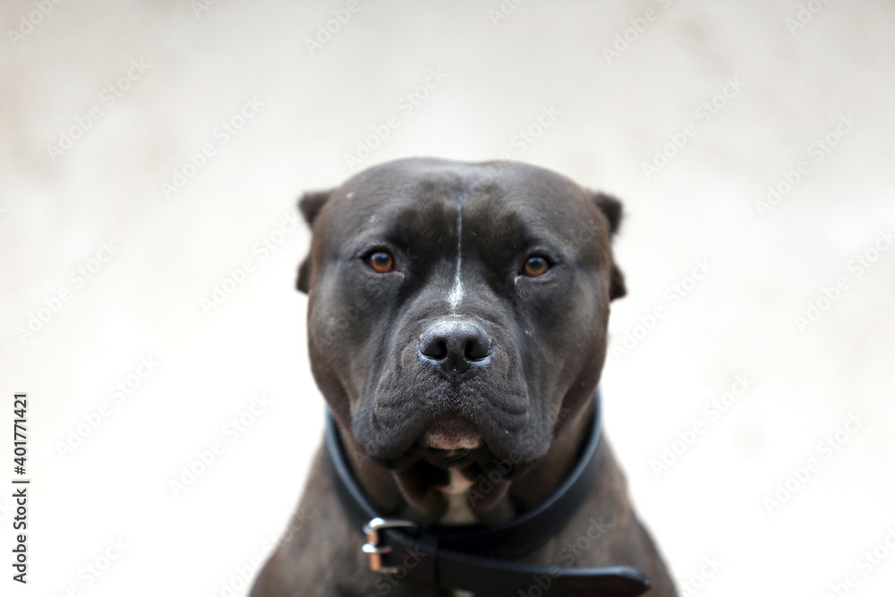 Adult pitbull posing for camera against whit natural background