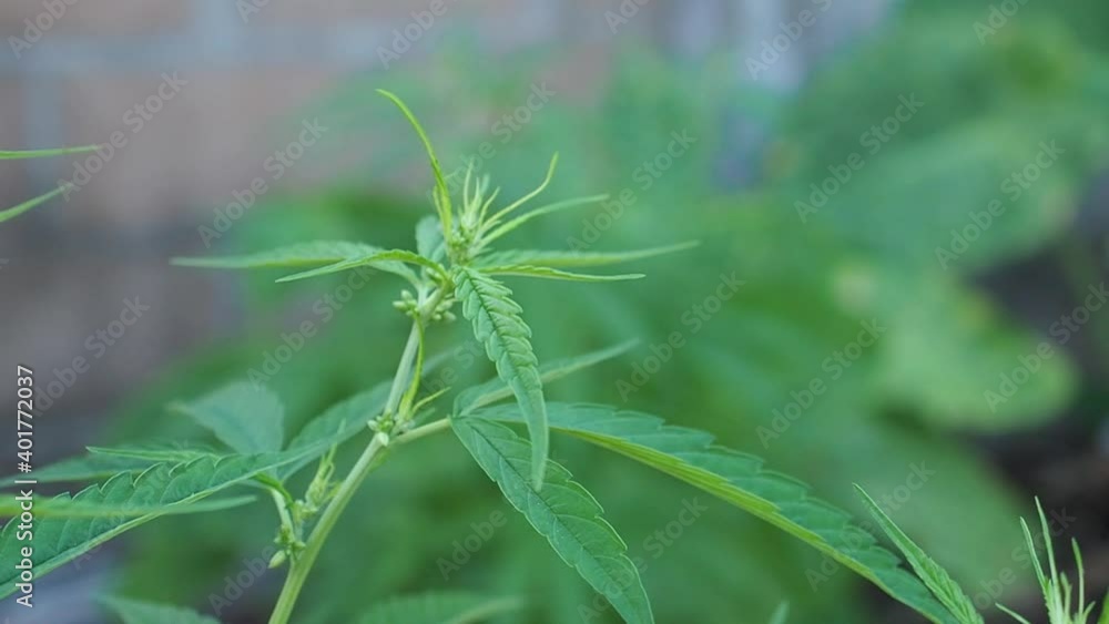Cannabis plant green leaves swaying in the wind at outdoors farm. The texture of marijuana leaves. Close-up photo with copy space for text. Concept of cannabis plantation for medical. Slow motion Cannabis plant green leaves swaying in the wind at outdoors farm. The texture of marijuana leaves. Close-up photo with copy space for text. Concept of cannabis plantation for medical. Slow motion