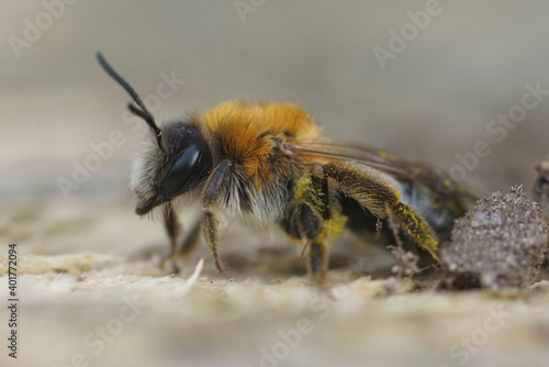 Andrena nitida or the grey-patched mining bee , a female that emerged too soon due to the global warming. As this species is not plant specific it may survive (some other specialist species don't)