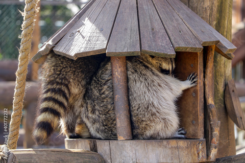 Raccoons are sitting high in a tree in the house. photo